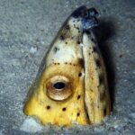 DiveGurus -Scuba Diving in Boracay - Why Choose DiveGurus? An Honest Look