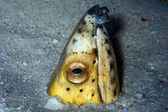 DiveGurus -Scuba Diving in Boracay - Why Choose DiveGurus? An Honest Look