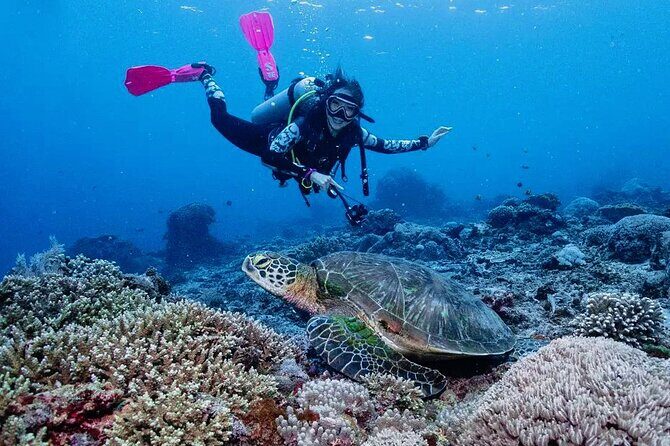 Diving with Manta Ray at Nusa Penida - FAQs