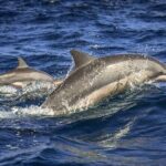 Dolphin Watching Experience in Trincomalee - Final Thoughts: Is It Worth It?