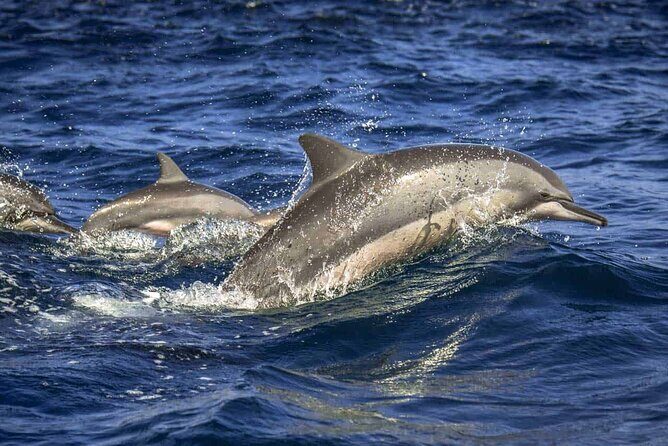 Dolphin Watching Experience in Trincomalee - Final Thoughts: Is It Worth It?