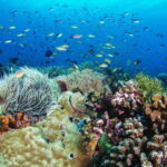 Dumaguete: Apo Island Snorkeling and Hiking Joiners Tour - Analyzing the Value: Is It Worth It?