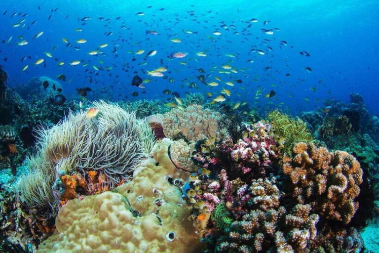 Dumaguete: Apo Island Snorkeling and Hiking Joiners Tour - Analyzing the Value: Is It Worth It?