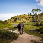 Elephant Nature Experience with Lunch at Bukit Elephant Park - Who Should Book This Tour?