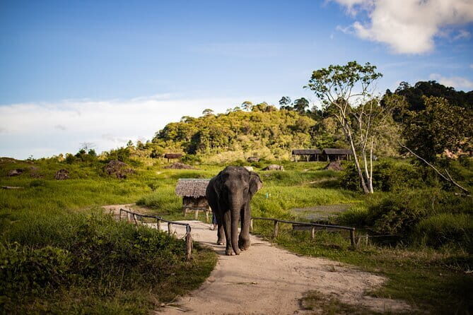 Elephant Nature Experience with Lunch at Bukit Elephant Park - Who Should Book This Tour?