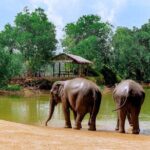 Elephant Sanctuary Small Group Tour in Phuket - Practical Tips for Your Visit