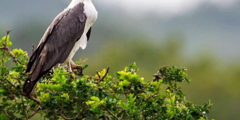 Ella Safari Jeep Tour: Nine Arches, Peaks & Waterfalls - An In-Depth Look at the Ella Safari Jeep Tour