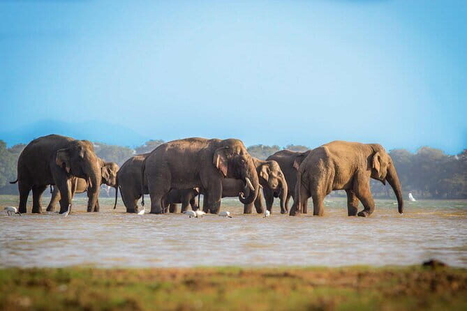 Ella to Mirissa Shuttle & Safari Drive - Who Is This Tour Best For?