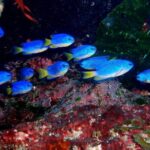 Enjoy Diving In Izu Discover Scuba Diving for Nondiver - A Typical Day: From Meeting to Return