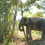 Ethical Elephant Sanctuary Tour from Bangkok & Pattaya - The Sum Up