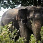 Exclusive 3-Hour Private Jeep Safari at Udawalawe National Park - An In-Depth Look at the Udawalawe Private Safari Experience