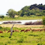 Exclusive : Full Day Leopard Safari at Yala National Park - Who Should Consider This Tour?