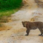 Exclusive Safari at Jhalana Leopard Park Including Transfers - Practical Tips for Your Safari Experience