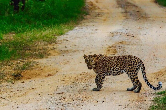 Exclusive Safari at Jhalana Leopard Park Including Transfers - Practical Tips for Your Safari Experience