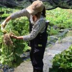 Exclusive Wasabi Harvesting, Soba Lunch and Matsumoto Castle Tour - Analyzing the Value