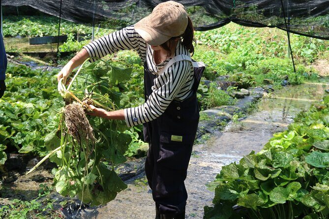 Exclusive Wasabi Harvesting, Soba Lunch and Matsumoto Castle Tour - Analyzing the Value