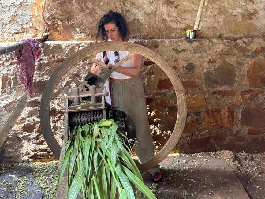 Excursion to Abhaneri and the Monkey Temple from Jaipur - Who Will Appreciate This Tour?