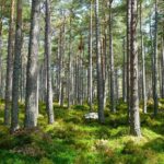 Exotic Manali Package - A Detailed Review of the Exotic Manali Package