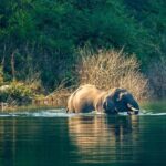 Experience Jungle Nights: Stay in Jim Corbett National Park's FRH - FAQ