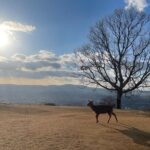 Experience Kyoto: A Full-Day Private Tour Adventure - Final Thoughts