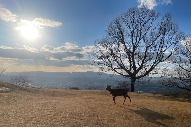Experience Kyoto: A Full-Day Private Tour Adventure - Final Thoughts