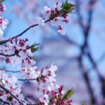 Explore Himeji Castle a Guided Walking Tour - A Detailed Review of the Himeji Castle Guided Walking Tour