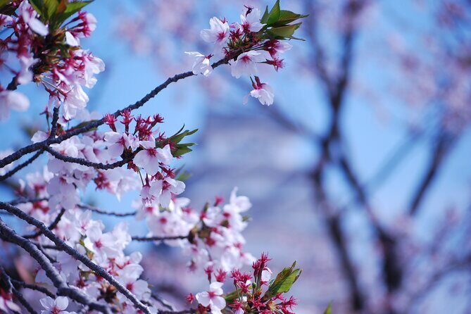 Explore Himeji Castle a Guided Walking Tour - A Detailed Review of the Himeji Castle Guided Walking Tour