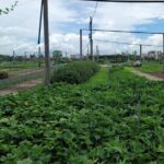 Explore Hoi An ancient town and local villages with a local guide - A Deep Dive into the Hoi An Experience