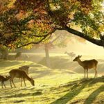 Explore Nara | Private Tour - Local English Driver(guide option) - The Experience for Different Travelers