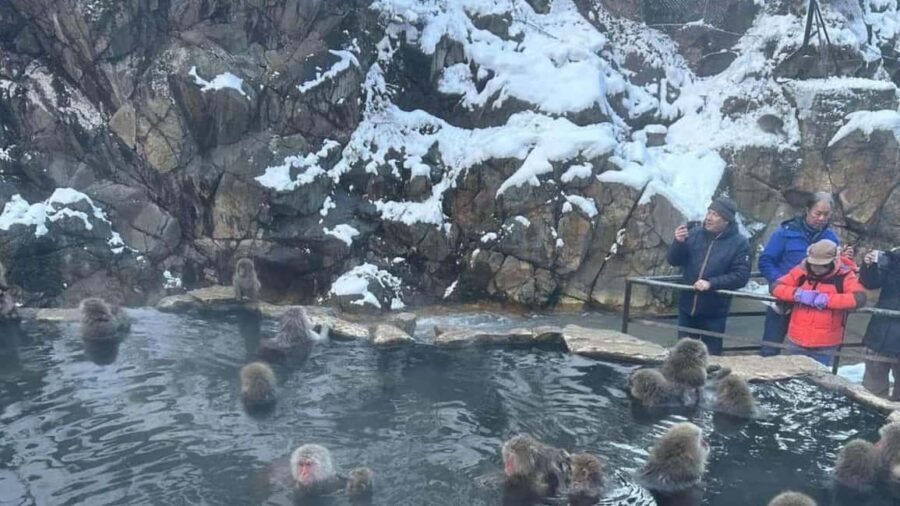 F: Tokyo:Nagano snow monkey/Zenko Ji temple private day tour - Why This Tour Offers Good Value