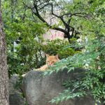 Finding Local Cats and Hidden Alleys of Nagasaki Walking Tour - An In-Depth Look at the Nagasaki Cat and Alley Tour