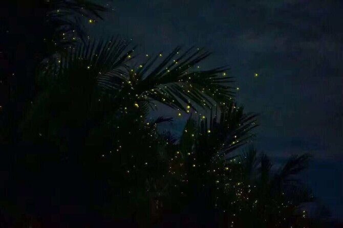 Fireflies & Silver leaf monkey Gazing tour - The Reality: Balancing Expectations and Experiences