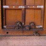 From Bikaner: Rat Temple Tour with Drop-off at Jodhpur - Who Should Consider This Tour?
