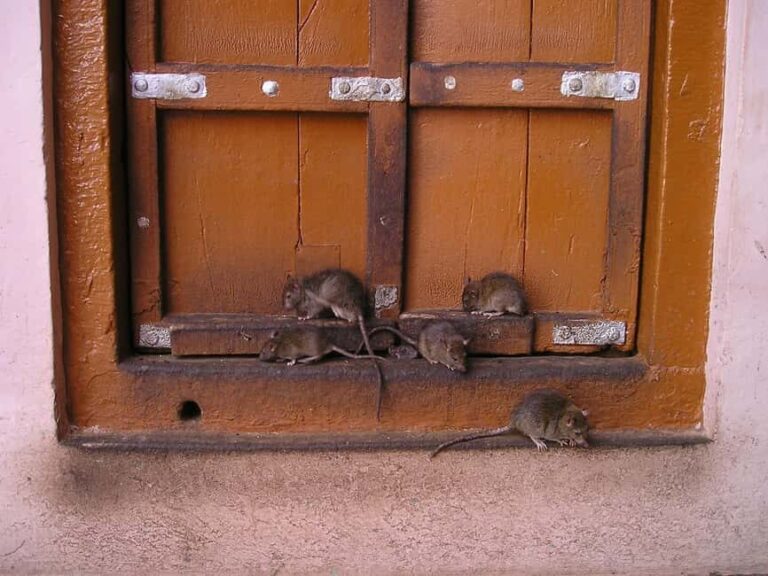From Bikaner: Rat Temple Tour with Drop-off at Jodhpur - Who Should Consider This Tour?