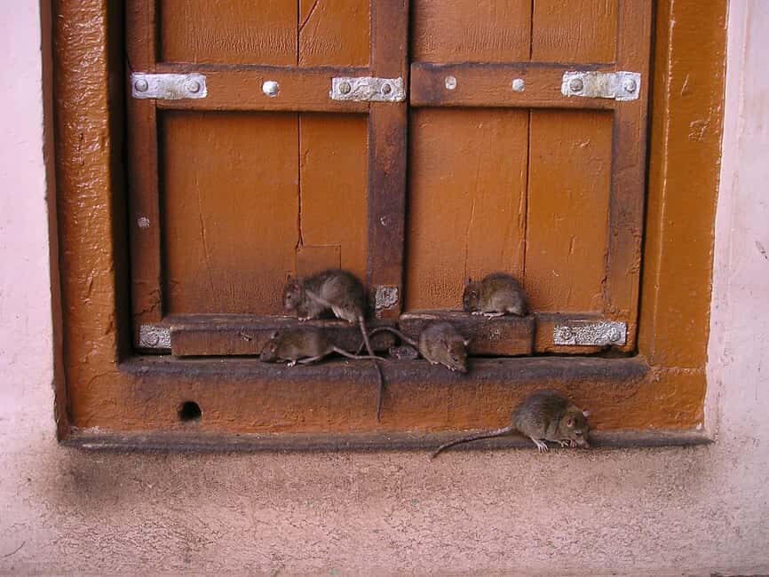 From Bikaner: Rat Temple Tour with Drop-off at Jodhpur - Who Should Consider This Tour?
