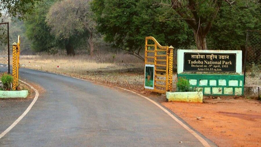 From Chandrapur: 2-Day Tadoba National Park Safari Tour - Exploring the Adventure: A Deep Dive into the 2-Day Tadoba Safari