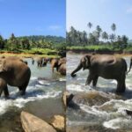From Colombo: Kandy Temple of Tooth & Elephant Orphanage - A Deep Dive into the Kandy Day Trip