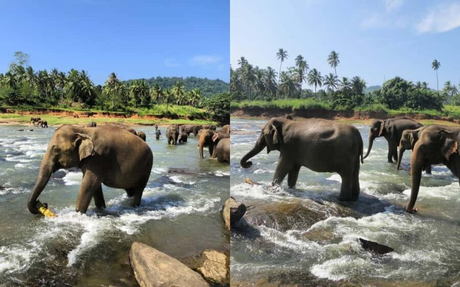 From Colombo: Kandy Temple of Tooth & Elephant Orphanage - A Deep Dive into the Kandy Day Trip