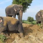 From Delhi: 1-day trip Mathura with Elephant conservation - FAQs