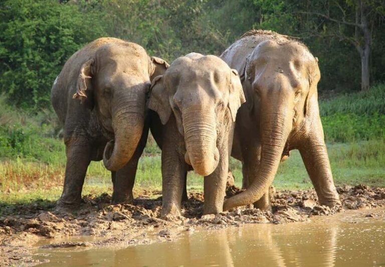 From Delhi: 1-day trip Mathura with Elephant conservation - Exploring Mathura: More Than Just a Temple Town