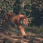 From Delhi: 2-Day Jim Corbett Tiger Safari Tour By Car - The Journey Begins: Delhi to Jim Corbett