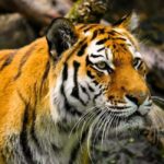From Delhi: 3-Day Ranthambore Tiger Safari Tour - Authentic Experiences and Practical Details