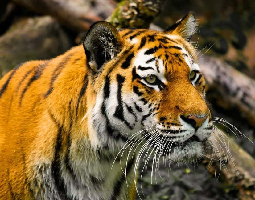 From Delhi: 3-Day Ranthambore Tiger Safari Tour - Authentic Experiences and Practical Details
