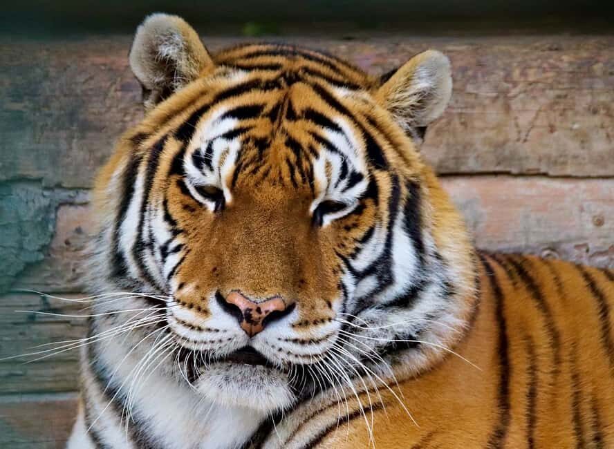 From Delhi: 3-Day Ranthambore Tiger Safari Tours India - Potential drawbacks or considerations