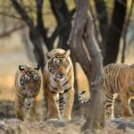 From Delhi 3 Days Tour of Ranthambore Tiger safari - Exploring the Itinerary: What to Expect on Your Ranthambore Safari Adventure