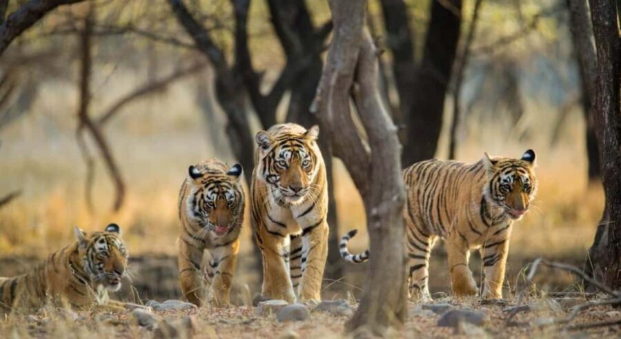 From Delhi 3 Days Tour of Ranthambore Tiger safari - Exploring the Itinerary: What to Expect on Your Ranthambore Safari Adventure