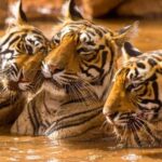 From Delhi: 4-Day Golden Triangle & Ranthambore Tiger Safari - Final Thoughts: Who Will Love This Tour?