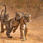 From Delhi: 4-Day Golden Triangle Tour & Ranthambore Safari - The Sum Up