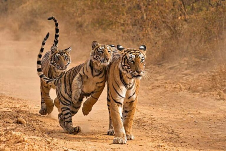From Delhi: 4-Day Golden Triangle Tour & Ranthambore Safari - The Sum Up