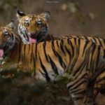 From Delhi: 4-Day Golden Triangle Tour with Ranthambore - Exploring the Details of the 4-Day Golden Triangle Tour
